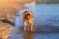 Dog shaking off after swimming Royalty Free Stock Photo