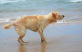 Dog shaking off water Royalty Free Stock Photo