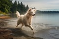 dog shaking off water by a beach or lake shore Royalty Free Stock Photo