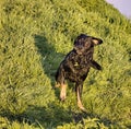 Dog shaking off water, droplets of water Royalty Free Stock Photo