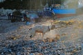 Dog shaking off water Royalty Free Stock Photo