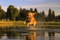 dog shaking off water near a lake or pond