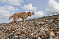 Dog Shaking Off Water On Pebble Beach Royalty Free Stock Photo