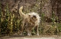 Dog shaking water