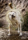 Dog shaking water Royalty Free Stock Photo