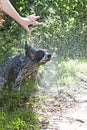 Dog shaking of water with human hand shielding for protection