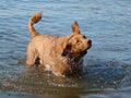 Dog shaking water lake Chesapeake Bay retriever