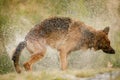 Dog Shaking Water off itself. German shepard dog shake off the water create a huge amount of small drops