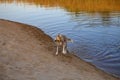 Dog shaking water off by lagoon