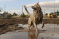 dog shaking water off next to a muddy puddle