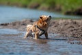 Dog shaking water