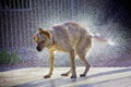 Dog shaking water in the sunshine Royalty Free Stock Photo