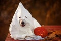 Funny dog in a sheet as a Ghost with a burning pumpkin on Halloween eve Royalty Free Stock Photo