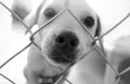 Dog Shelter Adopt Black White Vertical Royalty Free Stock Photo