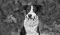 Dog Shelter Animal Rescue Adoption Black And White Royalty Free Stock Photo