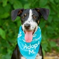 Dog Shelter Animal Rescue Adoption Vertical Royalty Free Stock Photo