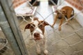 Dog Shelter Animal Rescue