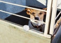 Dog in shelter cage Royalty Free Stock Photo