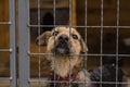 Dog in shelter eyes of an abandoned animal in captivity