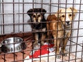 Dog shelter - young dogs