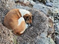 Dog Sheltering From Cold