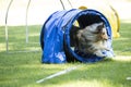 Dog, Shetland Sheepdog, running through agility tunnel Royalty Free Stock Photo