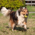 Dog, Shetland sheepdog