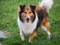 Dog, Shetland sheepdog