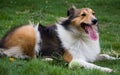 Dog, Shetland sheepdog