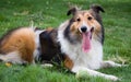 Dog, Shetland sheepdog