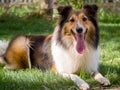 Dog, Shetland sheepdog