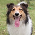 Dog, Shetland sheepdog