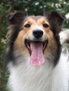 Dog, Shetland sheepdog