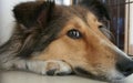 Dog, Shetland sheepdog