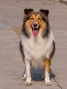 Dog, Shetland sheepdog