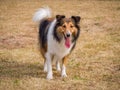 Dog, Shetland sheepdog