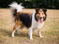 Dog, Shetland sheepdog