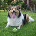 Dog, Shetland sheepdog