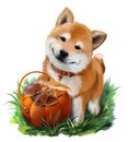 Dog Shiba Inu and a basket of mushrooms