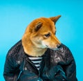 Dog Shiba Inu fashion victim clothes.