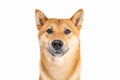 Dog Shiba Inu portrait looking side down long horizontal banner.Dog Shiba Inu looking at camera and smiling close up portrait. Royalty Free Stock Photo