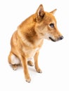 Dog Shiba Inu looking shy guilty embarrassed, modest to look from the bottom up Royalty Free Stock Photo