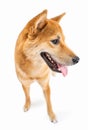 Dog Shiba Inu looking side and smiling. Royalty Free Stock Photo