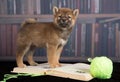 Dog Shiba Inu reading books