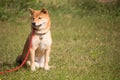 Dog shiba inu sitting in a red leash