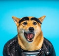 Dog Shiba Inu Surprised shocked Wow face expression open mouth