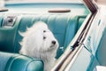 Dog Shih tzu looks out window retro car sunset. Concept animal travel road trip