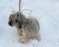 Dog shih tzu playing in snow