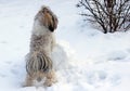 Dog shih tzu playing in snow.