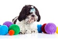 Dog shih tzu with threadballs isolated on white background